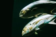 ΨΑΡΙΑ WWF ΕΛΛΑΣ ΣΕΦ