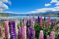 ΛΟΥΛΟΥΔΙΑ ΤΑΞΙΔΙΑ 