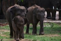 ΕΛΕΦΑΝΤΕΣ ΝΕΚΡΟΣ ΚΥΝΗΓΟΣ ΕΚΑΤΟΜΜΥΡΙΟΥΧΟΣ