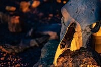 ΠΤΗΝΑ ΔΕΙΝΟΣΑΥΡΟΙ 