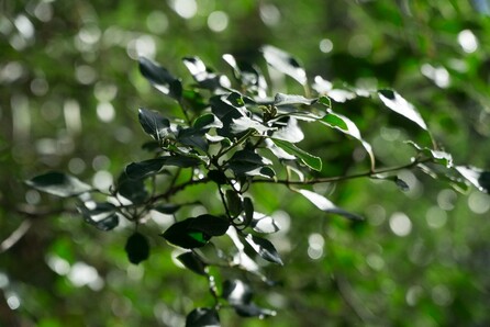 Ανδρέας Θεολογίτης, Παραδοθείτε στις 50 αποχρώσεις του ...πράσινου