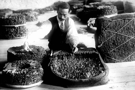 Καπνός | Tobacco