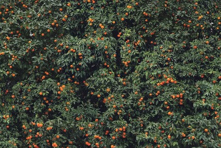 «Μonumenta Naturalia»