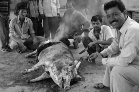 SantiagoSierra, The Trilogy of Pigs Eating Peninsulas