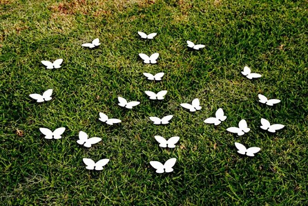 White Christmas Βutterfly Αction