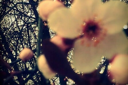 Dear Spring