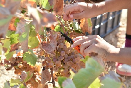 Στις «Οινικές διαδρομές Παρίων» θα γνωρίσεις το κρασί και το τυρί της Πάρου