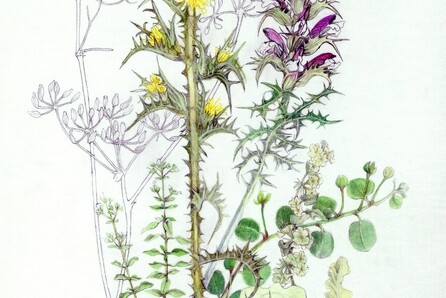 Botanical Rhapsody
