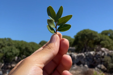 Η Μαστίχα ενώνει γενιές