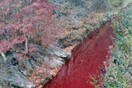 Νότια Κορέα: Σφαγή χιλιάδων γουρουνιών με αφρικανική πανώλη - Κοκκίνισε ποταμός από το αίμα