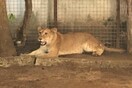 Νιγηρία: Είχε βάλει λιοντάρι να φυλάει το σπίτι του που βρισκόταν απέναντι σε σχολείο