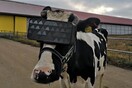 Ρωσία: Φόρεσαν γυαλιά Virtual Reality σε αγελάδες για να τους μειώσουν το στρες