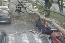 Βίντεο ντοκουμέντο: Δέντρο ξεριζώνεται και πέφτει σε περαστικούς στην Κωνσταντινούπολη