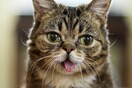 Πέθανε η Lil Bub, η γάτα με τα γουρλωτά μάτια που έγινε σταρ του Instagram και σύμβολο υιοθεσίας ζώων
