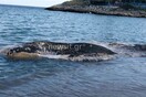 Κερατέα: Νεκρή φάλαινα ξεβράστηκε σε παραλία - Προβληματισμός για την απομάκρυνσή της