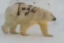 Έβαψαν με σπρέι πολική αρκούδα
