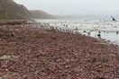 Χιλιάδες σκουλήκια «πέη» σε παραλία της Καλιφόρνιας