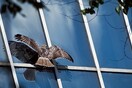 Η Νέα Υόρκη πρωτοπορεί με νόμο για τζάμια που δεν θα σκοτώνουν πουλιά