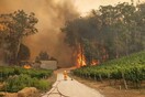 Ένας πυροσβέστης και ένα κοάλα μπροστά στις φλόγες: Η κλιματική καταστροφή σε μια φωτογραφία