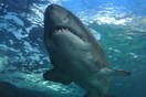 Μακάβρια ανακάλυψη στο στομάχι καρχαρία: Βρέθηκαν μέλη αγνοούμενου καγιάκερ