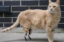 Vito: O βιονικός γάτος με τα προσθετικά πόδια
