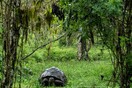 Ισημερινός: Πρόστιμο σε οδηγό τουριστικού λεωφορείου που πάτησε χελώνα