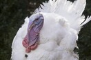 Συναγερμός για ιό της γρίπης πτηνών στην Ουγγαρία - Θανατώνονται 50.000 γαλοπούλες