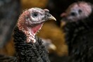 Πολωνία: Ανησυχία από κρούσματα γρίπης των πτηνών H5N8 σε γαλοπούλες