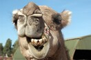 Αυστραλία: Ελεύθεροι σκοπευτές σκότωσαν 5.000 καμήλες για να «προστατεύσουν τα αποθέματα νερού»