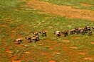 Αυστραλία: Πάνω από 10.000 καμήλες θα θανατωθούν επειδή «πίνουν πολύ νερό»