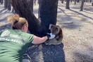 Σπαρακτικές σκηνές, όταν πυρόπληκτο κοάλα ανευρίσκεται σε καμμένο δάσος