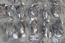 Έρευνα: Ωκεάνιος «καύσωνας» σκότωσε πάνω από ένα εκατομμύριο θαλασσοπούλια