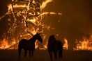 WWF Αυστραλίας: 1,25 δισ. ζώα έχουν απανθρακωθεί στις πυρκαγιές - Ίσως η μεγαλύτερη καταστροφή του αιώνα