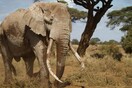 Πέθανε ο Τιμ, ένας από τους τελευταίους ελέφαντες που οι χαυλιόδοντες τους αγγίζουν τη γη