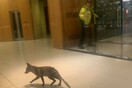 Βρετανία: Αλεπού μπήκε στο κοινοβούλιο, έκανε βόλτες στα γραφεία