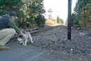 Ένας τύπος βρίσκει το χάσκι που έχει χαθεί πάνω στις ράγες τρένου