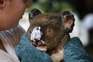 Αυστραλία: 113 είδη ζώων σε καθεστώς επείγουσας βοήθειας