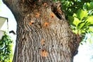 Έντομο καταστρέφει δέντρα στην Αθήνα - Κατεπείγοντα μέτρα από τον Δήμο