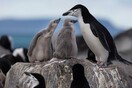 SOS από επιστήμονες: Δραματική μείωση του πληθυσμού των πιγκουίνων της Ανταρκτικής - Λόγω κλιματικής αλλαγής