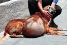 Καταδικάστηκε η ιδιοκτήτρια σκύλου που τον εγκατέλειψε με κακοήθη όγκο 19 κιλών