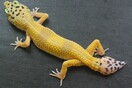 Πώς οι κομμένες ουρές στις σαύρες Gecko μπορούν να βοηθήσουν την επούλωση των ανθρώπινων τραυμάτων