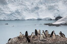 SOS για την Ανταρκτική: Η κλιματική αλλαγή προκαλεί μη αναστρέψιμο λιώσιμο των πάγων