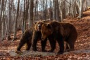 Οι αρκούδες ξύπνησαν στο Νυμφαίο και κάνουν βόλτες στο καταφύγιο