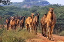 Σομαλία: Βίασε και σκότωσε ανήλικη - Πλήρωσε 75 καμήλες στην οικογένειά της και αφέθηκε ελεύθερος