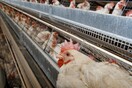 Guardian: Τα χλωριωμένα κοτόπουλα στο επίκεντρο των συζητήσεων Ε.Ε. - Ηνωμένου Βασιλείου