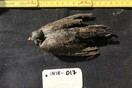 Νεκρό πουλί ηλικίας 46.000 ετών ανακαλύφθηκε στην παγωμένη Σιβηρία - «Έμοιαζε σαν να πέθανε πριν λίγες ημέρες»