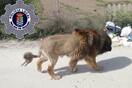 Αναστάτωση σε ισπανική πόλη: Το «λιοντάρι» που περιφερόταν στους δρόμους, ήταν απλώς «σκύλος με αλλόκοτο κούρεμα»