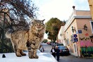 Eφτάψυχες - Nine Lives: Μια οργάνωση που σιτίζει και στειρώνει τις αδέσποτες γάτες της πόλης