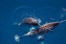 Πώς η «φάλαινα μονόκερος» απέκτησε τον χαυλιόδοντά της -Για να εντυπωσιάσει τα θηλυκά