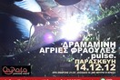 ΔΡΑΜΑΜΙΝΗ - ΑΓΡΙΕΣ ΦΡΑΟΥΛΕΣ - PULSE